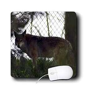   Wolves   Red Wolf among the trees   Mouse Pads Electronics