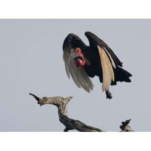  Southern Ground Hornbill, Bucorvus Cafer, in Flight 