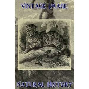   Magnet Vintage Natural History Image Clouded Leopard