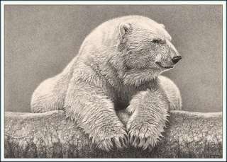   Drawing Sketch Signed Print Picture B/W White Ice Polar Bear  