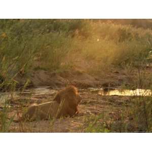 Lion (Panthera Leo), Mala Mala Game Reserve, Sabi Sand Park, South 