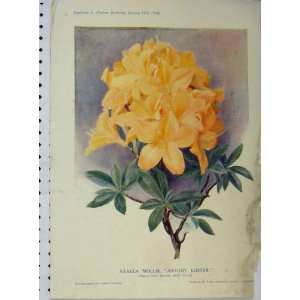  1910 Azalea Mollis Antony Koster Yellow Flowers Print 