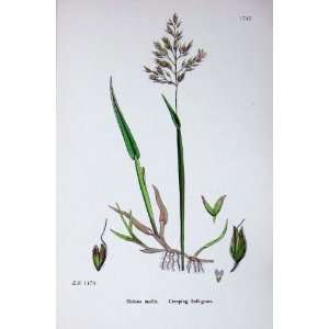   C1902 Creeping Soft Grass Holcus Mollis 