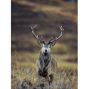  Red Deer Stag in Autumn, Glen Strathfarrar, Inverness 
