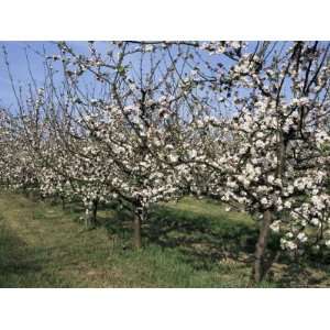  Apple Trees in Bloom, Normandie (Normandy), France Premium 