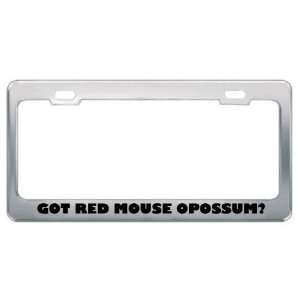 Got Red Mouse Opossum? Animals Pets Metal License Plate Frame Holder 