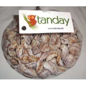  Tanday Sea Snails Shells Vase Filler 