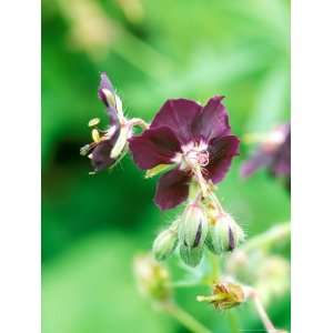  Geranium Phaeum (Mourning Widow) Dark Purple Flower 