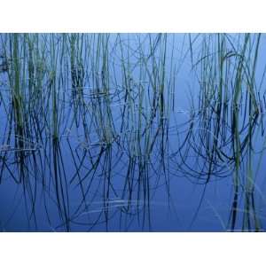  Aquatic Grasses Reflected in a Still Lake National 