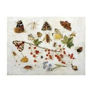  Jan Van Kessel   Butterflies, Moths And Other Insects 
