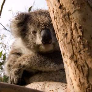 com Australian Koala Sitting Heigh in a Tree Staring into the Camera 