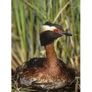 Horned Grebe on the Nest, Podiceps Auritus, North America 