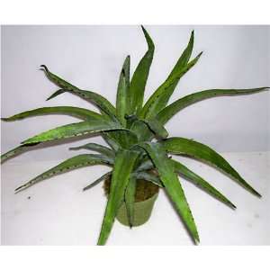  19 Potted Artificial Aloe Plant