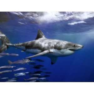  Great White Shark Swims in Clear Water Off Guadalupe 