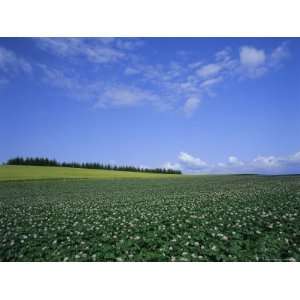  Potato and Wheat Fields Near Furano, Hokkaido Island 