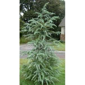  CEDAR DEODARA / 5 gallon Potted Patio, Lawn & Garden