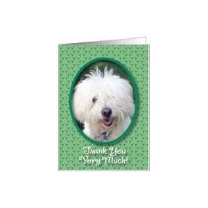  Thank You / Coton de Tulear Dog Card Health & Personal 