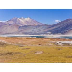 Altiplano, Los Flamencos National Reserve, Atacama Desert, Norte 