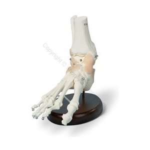 Ligamented Foot Skeleton Model (Made in USA)  Industrial 
