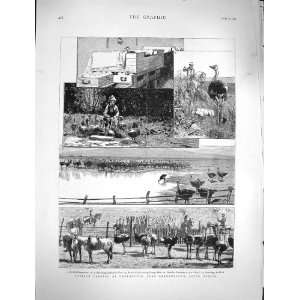  1878 Ostrich Farming Heatherton Grahamstown Africa