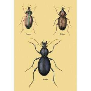  Beetles of Senegal, Britain and France #2   12x18 Framed 