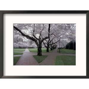  Blossoms on the University of Washington Campus, Seattle, Washington 