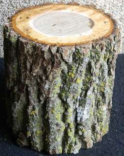 Rustic Black Walnut Small Log Project Turning Wood 9418  