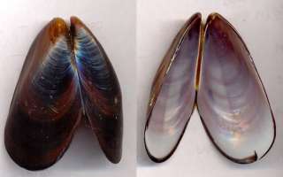 Bestshells Semimytilus Algosus 45.3 mm Fine + +  