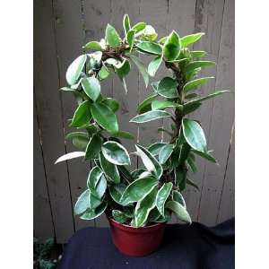  Cream & Green Wax Plant  Hoya  15 Trellis   Easy Patio 