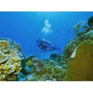 Underwater Diver and Corals, Cozumel Island, Mexico Photographic 