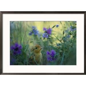  An Attwaters greater prairie chick surrounded by 