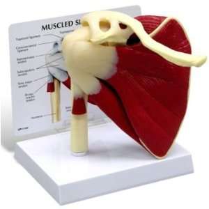  Muscled Shoulder Joint Model Industrial & Scientific