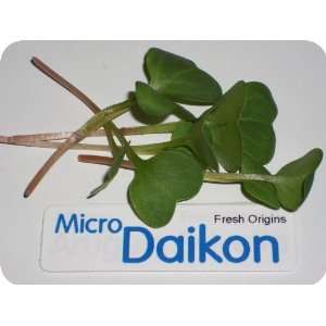 Micro Greens   Daikon Radish   4 x 4 oz  Grocery & Gourmet 
