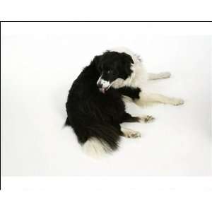  DOG   Border Collie licking itself, grooming Photographic 