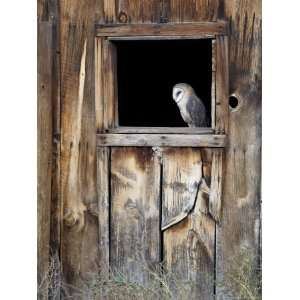Captive Barn Owl (Tyto Alba) in Barn Window, Boulder County, Colorado 
