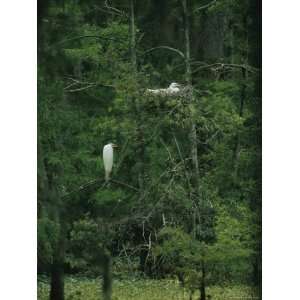  A Pair of Snowy Egrets Sit on a Nest in a Swamp in Georgia 