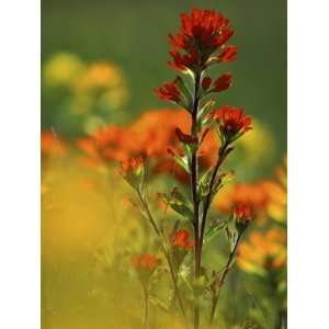  Red Indian Paintbrush Flower in Springtime, Nature 