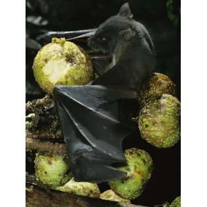 Native Species, the Musky Fruit Bat Feeds on Figs Photographic 