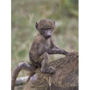  Bably Olive Baboon Riding on Mothers Back, Papio Anubis 