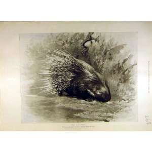  1900 Porcupine Animal Malaya Africa Old Print