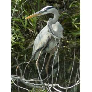 Great Blue Heron, Everglades National Park, Unesco World Heritage Site 