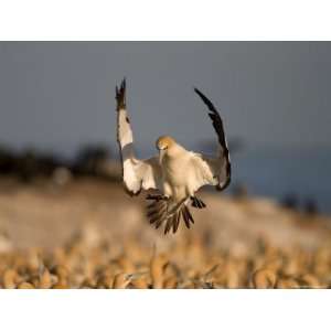  Cape Gannet, (Morus Capensis), Bird Island, Lambert S Bay 