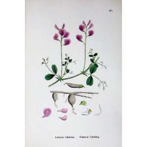  Botany Plants C1902 Tuberous Vetchling Lathyrus Flower 