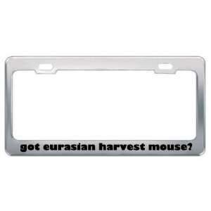 Got Eurasian Harvest Mouse? Animals Pets Metal License Plate Frame 