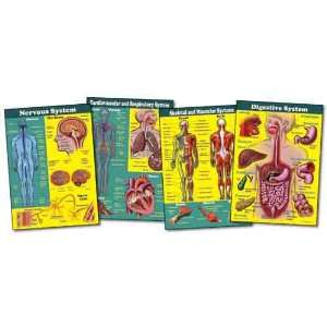  Human Body Bulletin Board Set Toys & Games