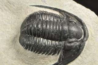 E366  DEVONIAN TRILOBITE Cornuproetus   SUPERB  