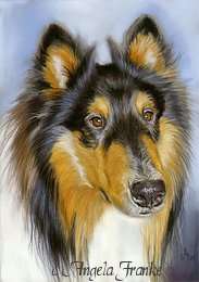 Original Pastel painting Collie Tricolour dog chien Collie Pastell 