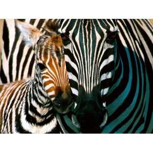  ZEBRA AND FOAL 10062 CROSS STITCH CHART