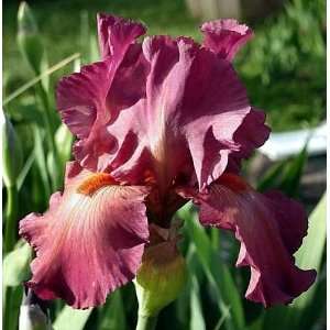  German Bearded Iris Lady in Red   Potted Patio, Lawn 