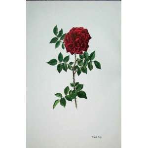  Black Boy Rose By Lotte Gunhart 1965 Watercolour